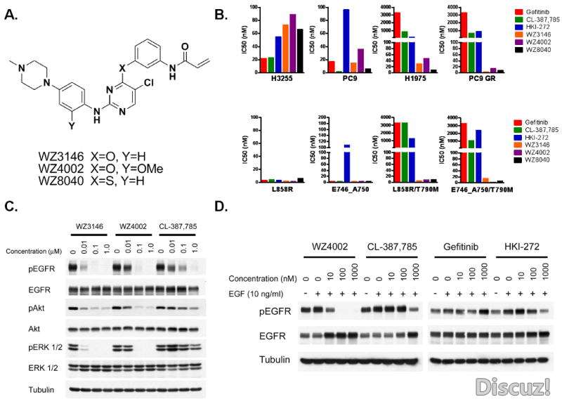 WZ4002, WZ3146 and WZ8040 are novel EGFR inhibitors, suppress the growth of EGFR T790M containing ce ...