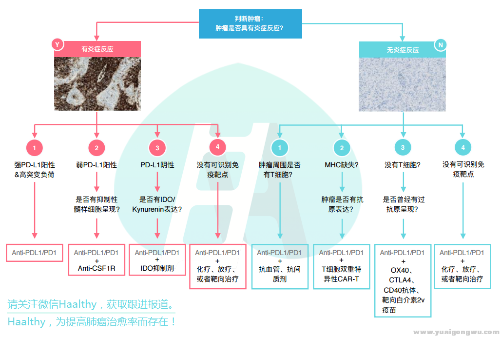 免疫蓝图.png